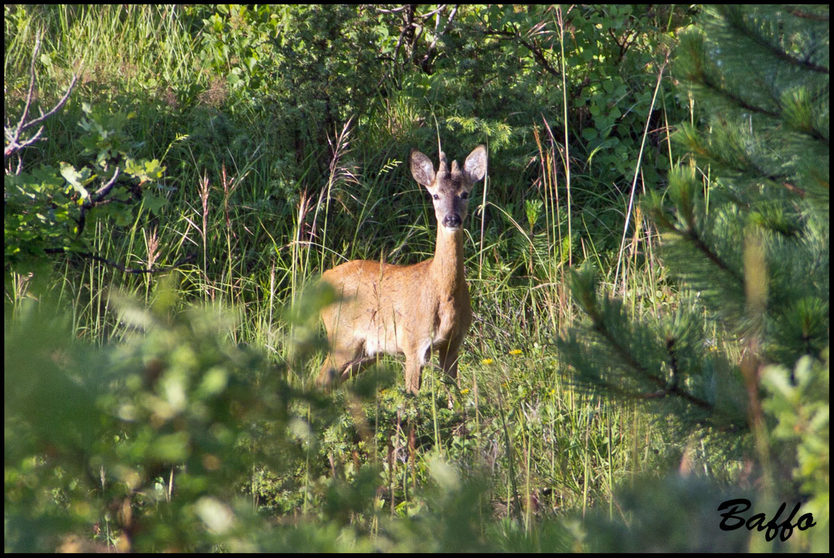 Capriolo